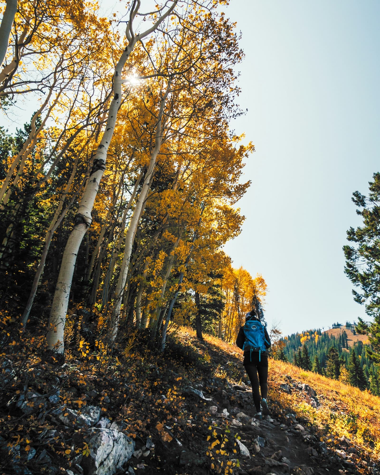 A hiker walking beneath golden aspens in autumn