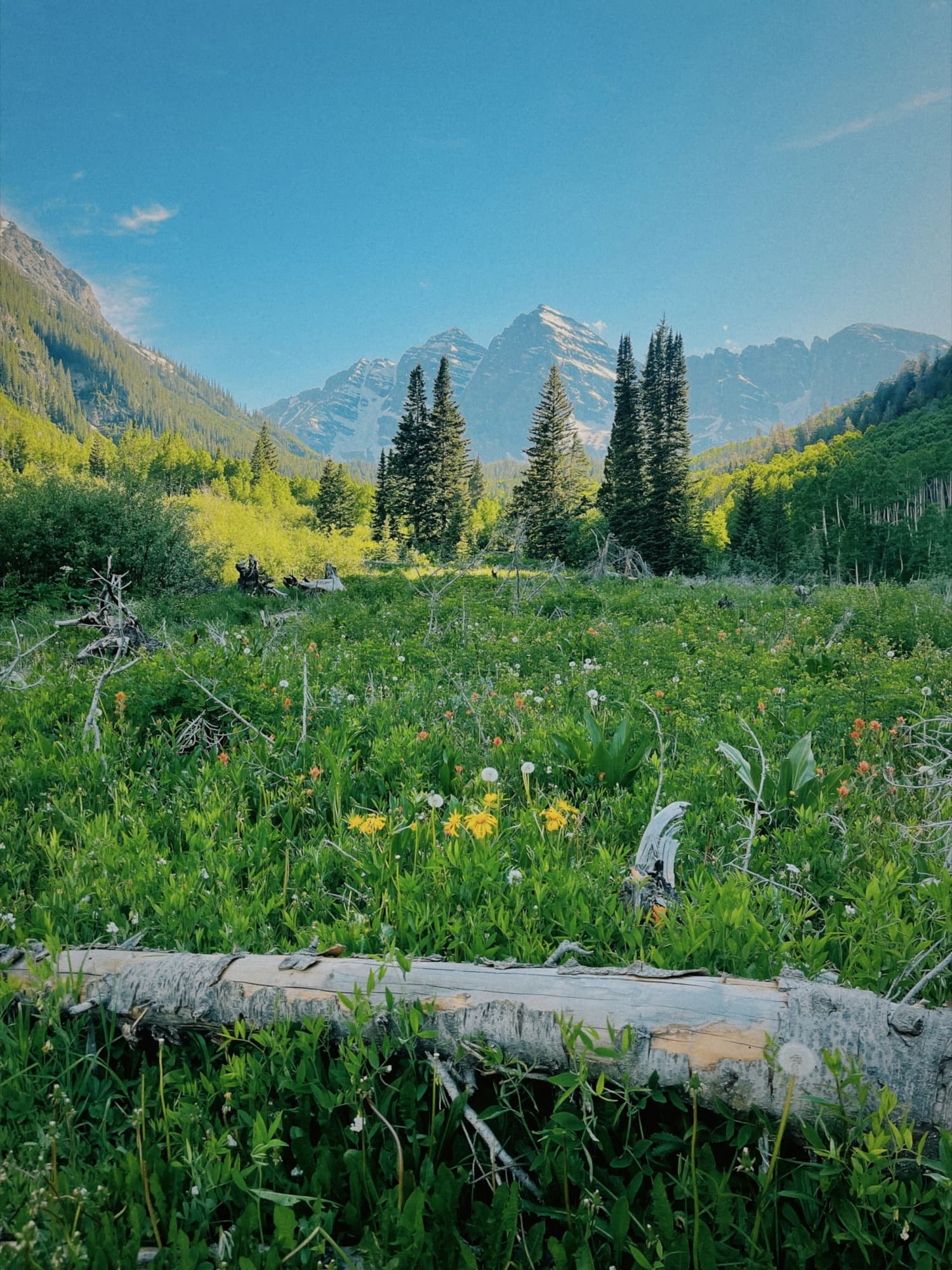 A green meadow with aspen and pine below rocky Colorado peaks