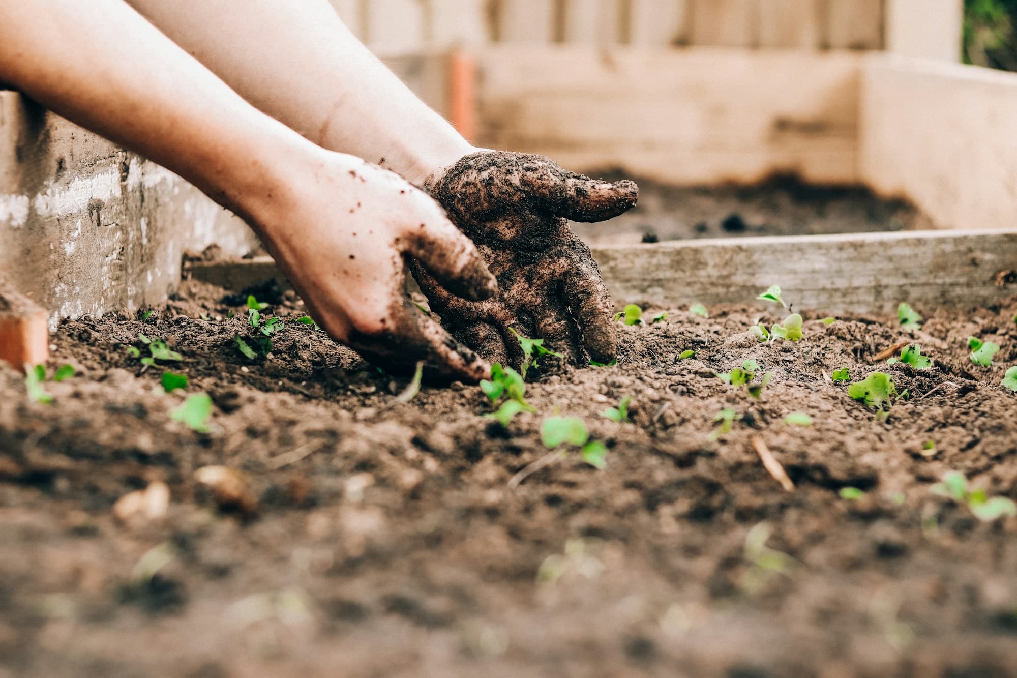 Hands working soil around young seedlings in a garden bed